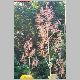 macleaya ou bocconia.jpg